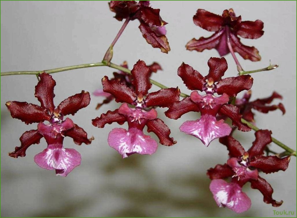 Орхидея онцидиум: особенности выращивания и ухода