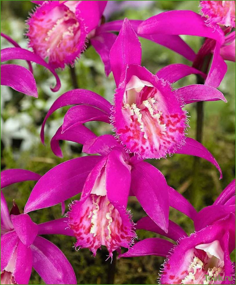 Орхидея плейоне: виды, уход и размножение