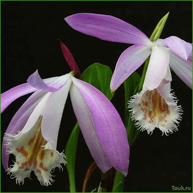 Орхидея плейоне: виды, уход и размножение