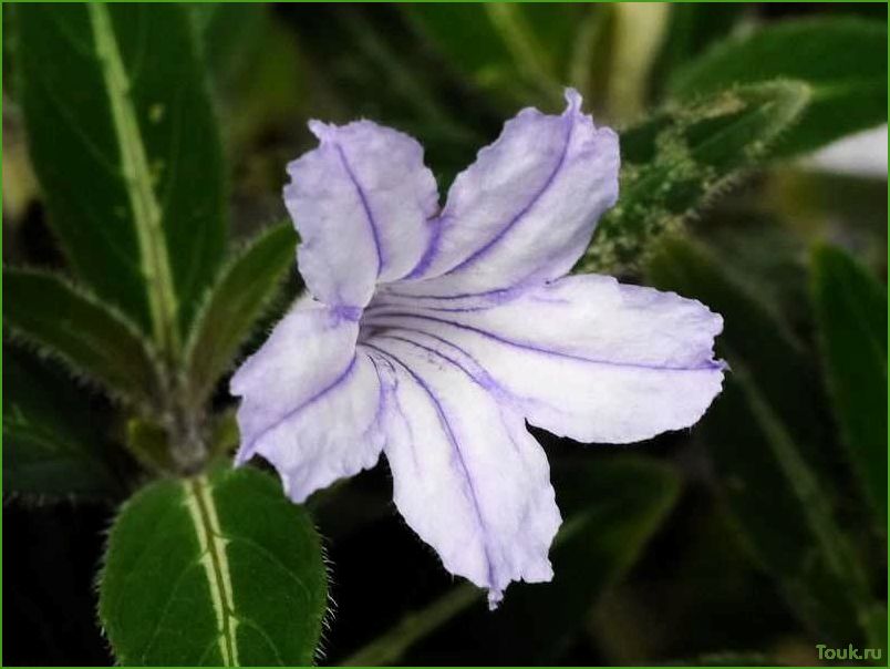 Руэллия: описание и особенности этого цветка