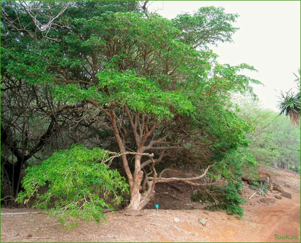 Бакаутовое дерево: основные принципы и применение