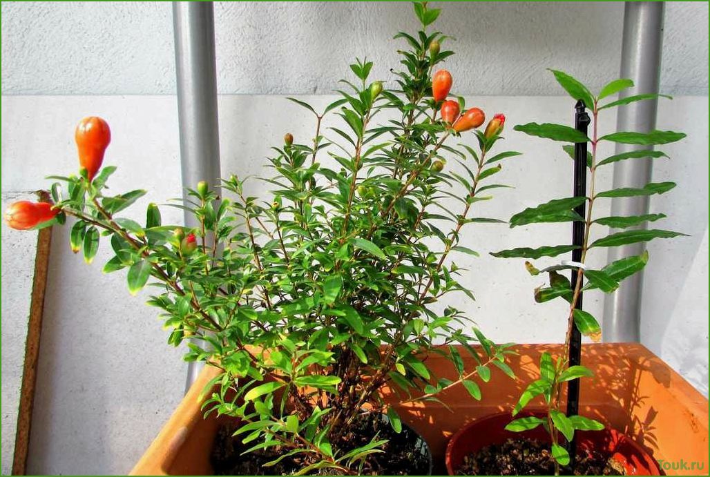 Комнатный гранат: растение для украшения интерьера