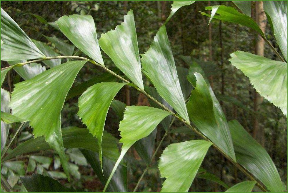 Пальма кариота: описание, виды и уход