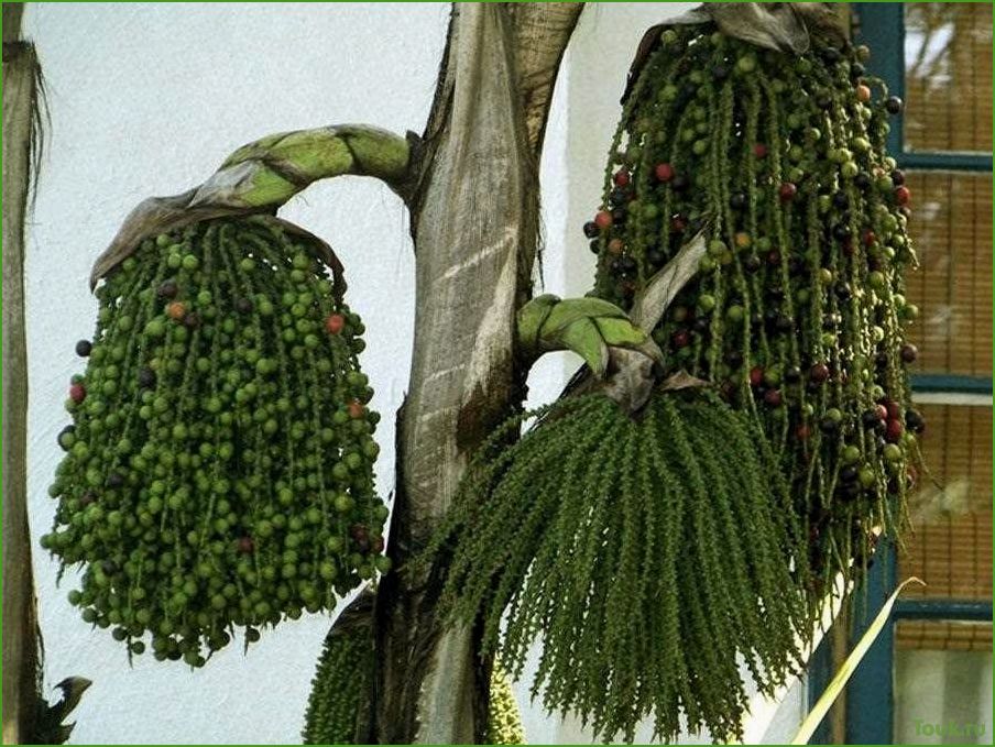 Пальма кариота: описание, виды и уход