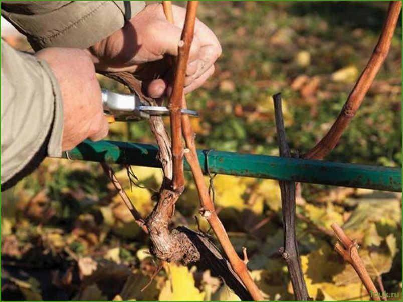 Виноград осенью: обрезка, уход