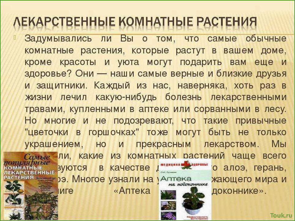 Лечебные комнатные растения: выбор и уход