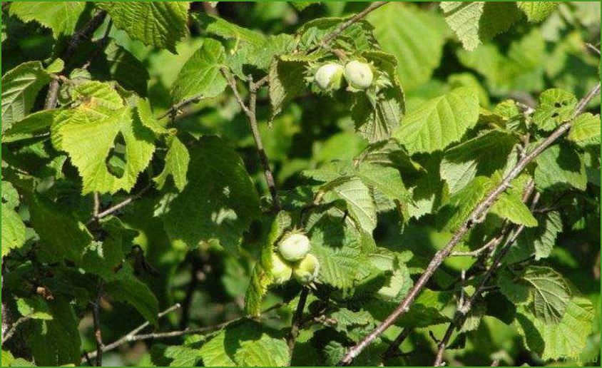 Лещина (орешник): свойства, применение и польза