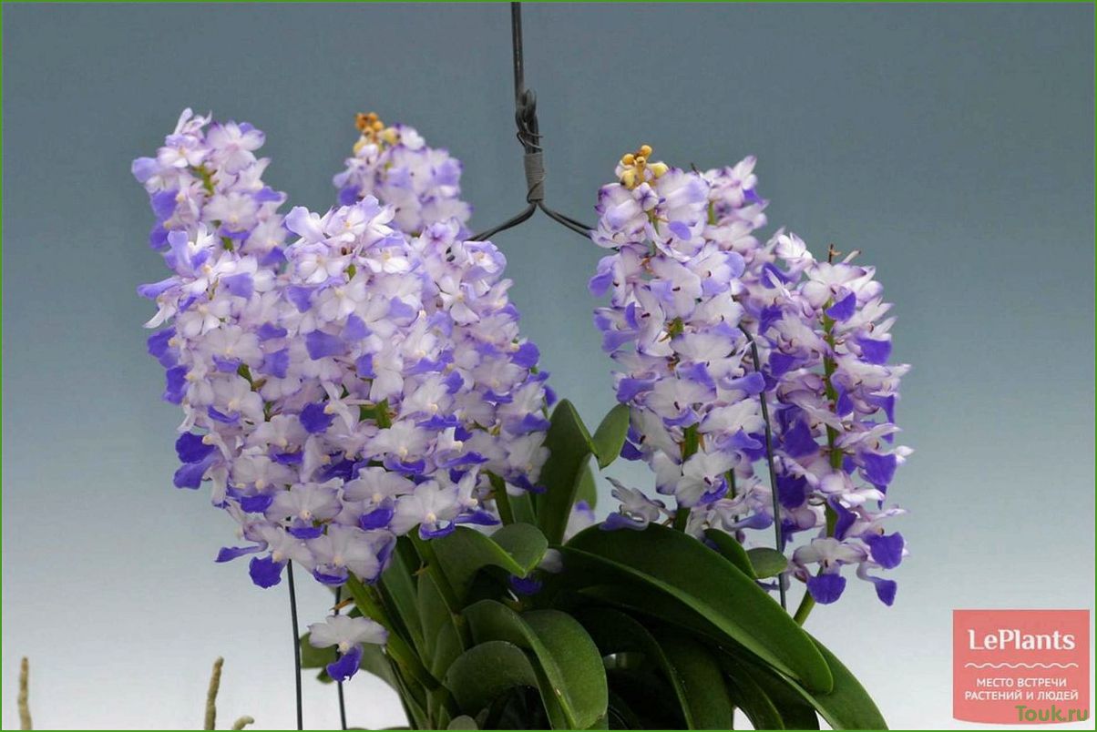 Орхидея ринхостилис: особенности выращивания и уход