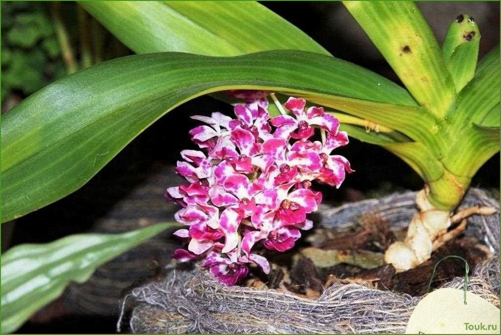 Орхидея ринхостилис: особенности выращивания и уход
