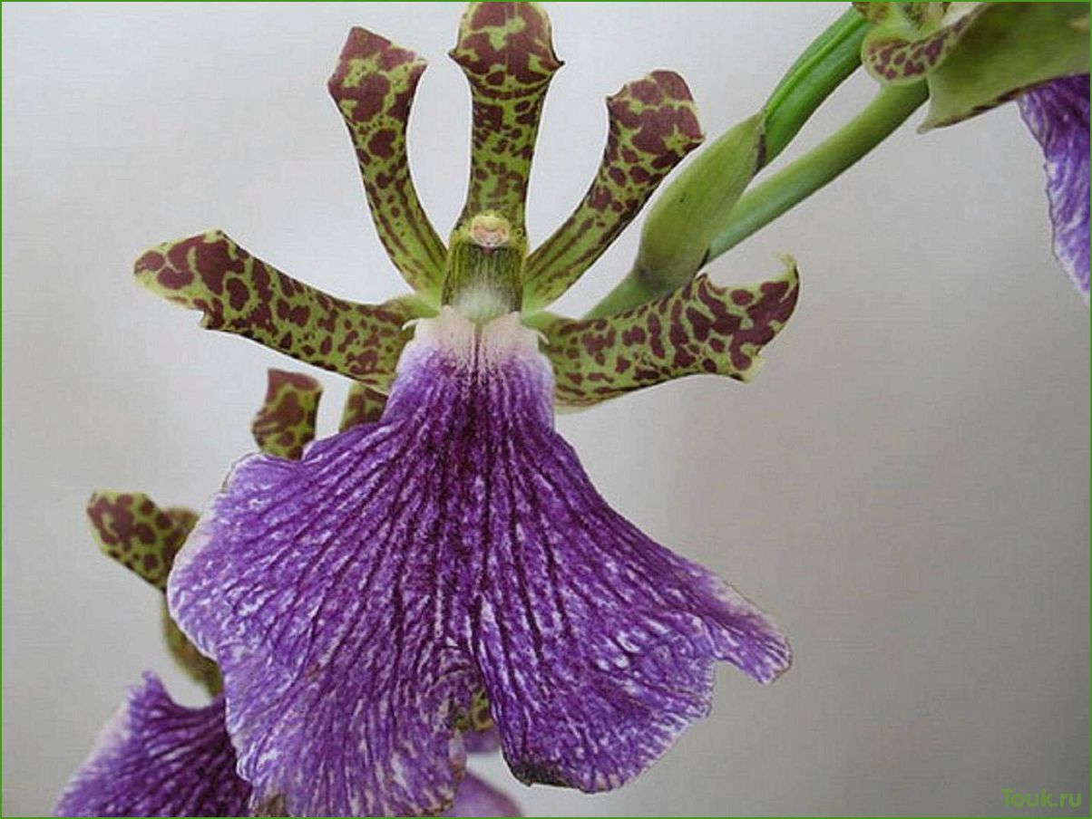 Орхидея зигопеталум: особенности ухода и разведения