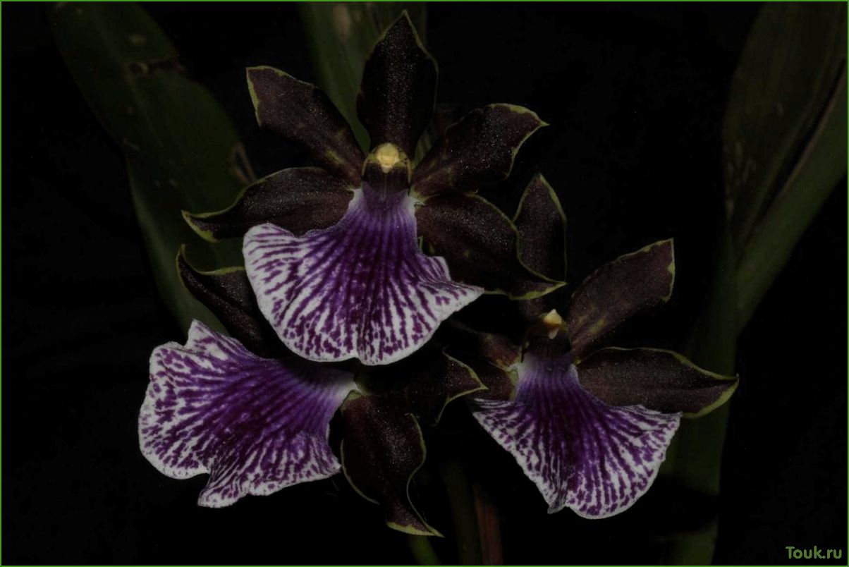 Орхидея зигопеталум: особенности ухода и разведения