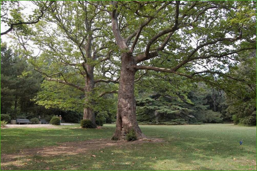 Платан: описание, особенности и разновидности дерева