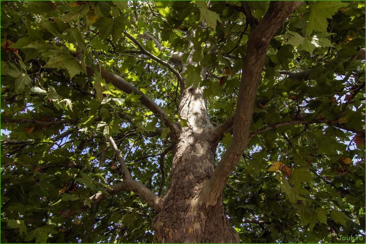 Платан: описание, особенности и разновидности дерева