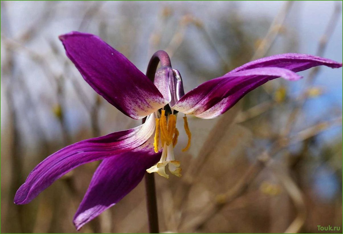 Кандык (эритрониум) — цветок из семейства лилейных