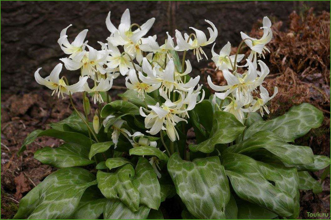 Кандык (эритрониум) — цветок из семейства лилейных