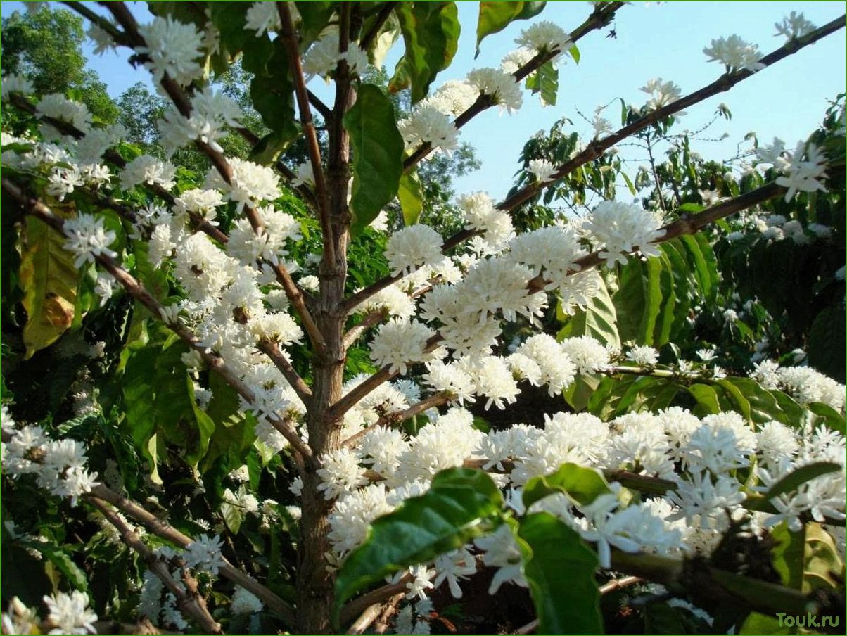 Кофейное дерево: описание, виды и выращивание
