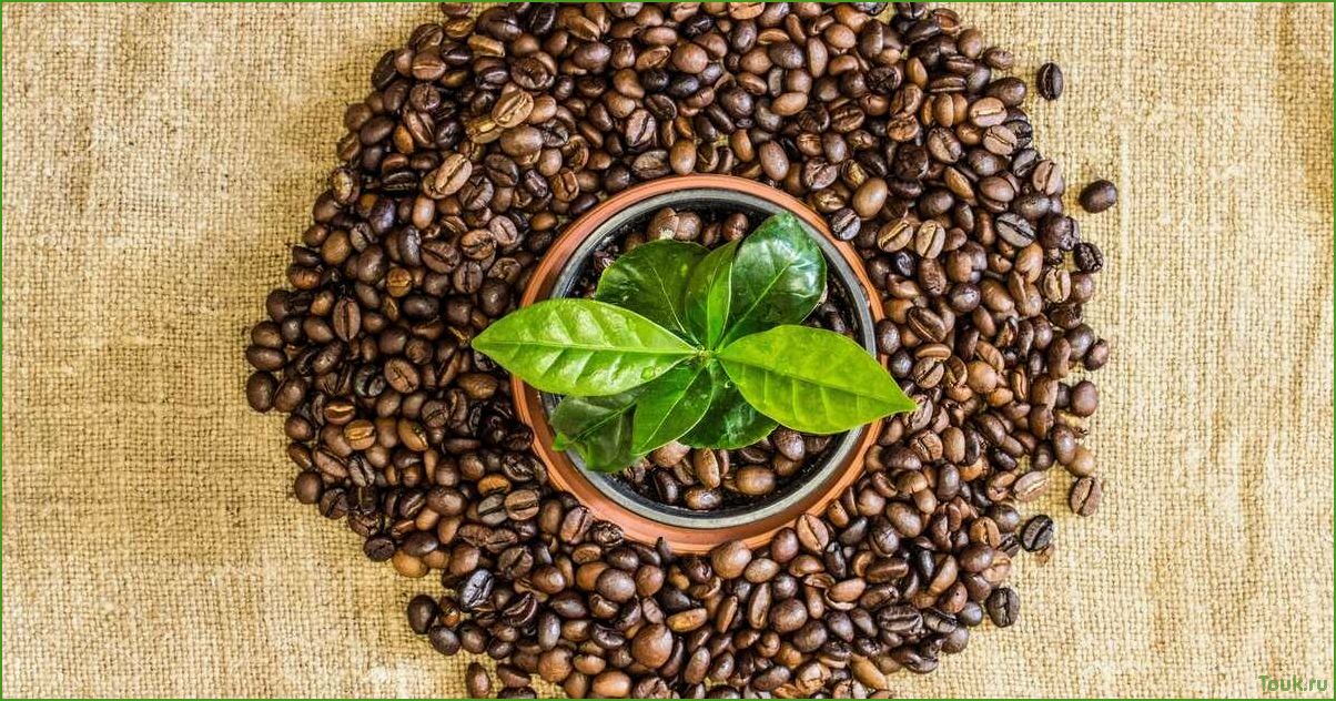 Кофейное дерево: описание, виды и выращивание