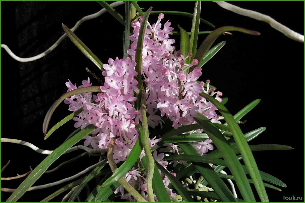Орхидея аскоцентрум: особенности выращивания и ухода