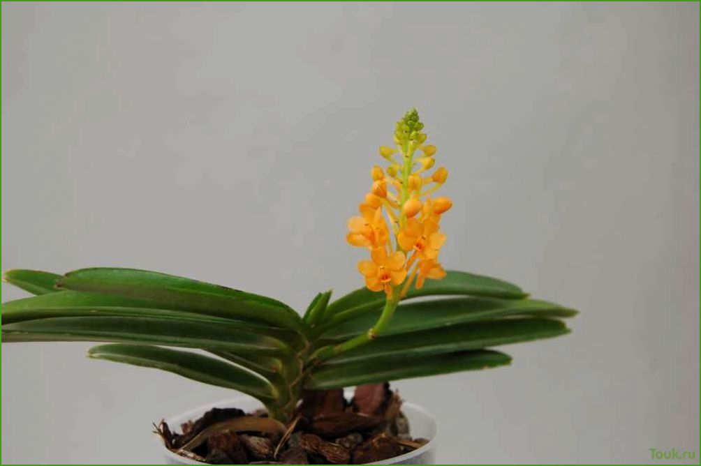 Орхидея аскоцентрум: особенности выращивания и ухода