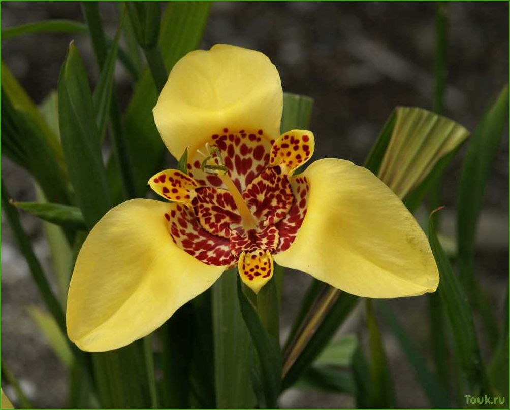 Тигридия: описание, виды и особенности этого цветка