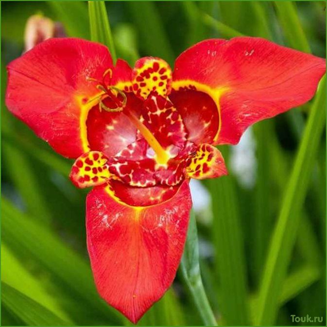 Тигридия: описание, виды и особенности этого цветка