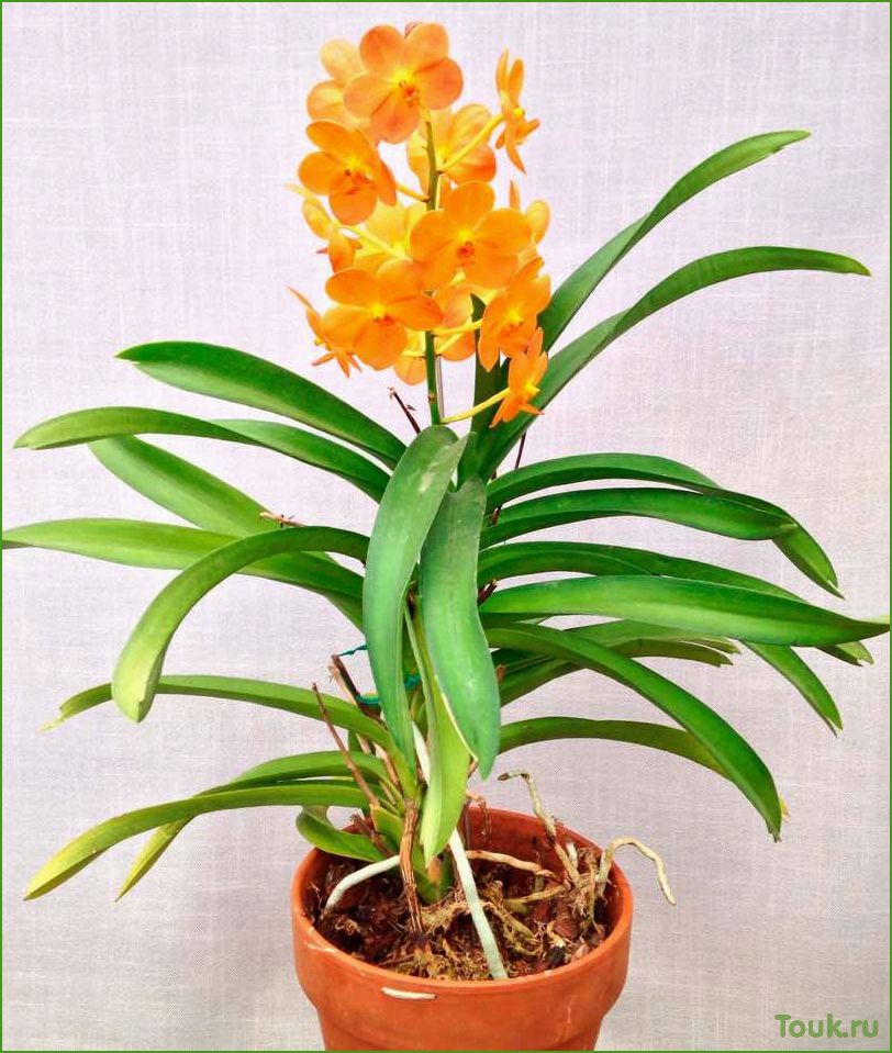 Орхидея аскоценда: основные сведения и рекомендации по уходу