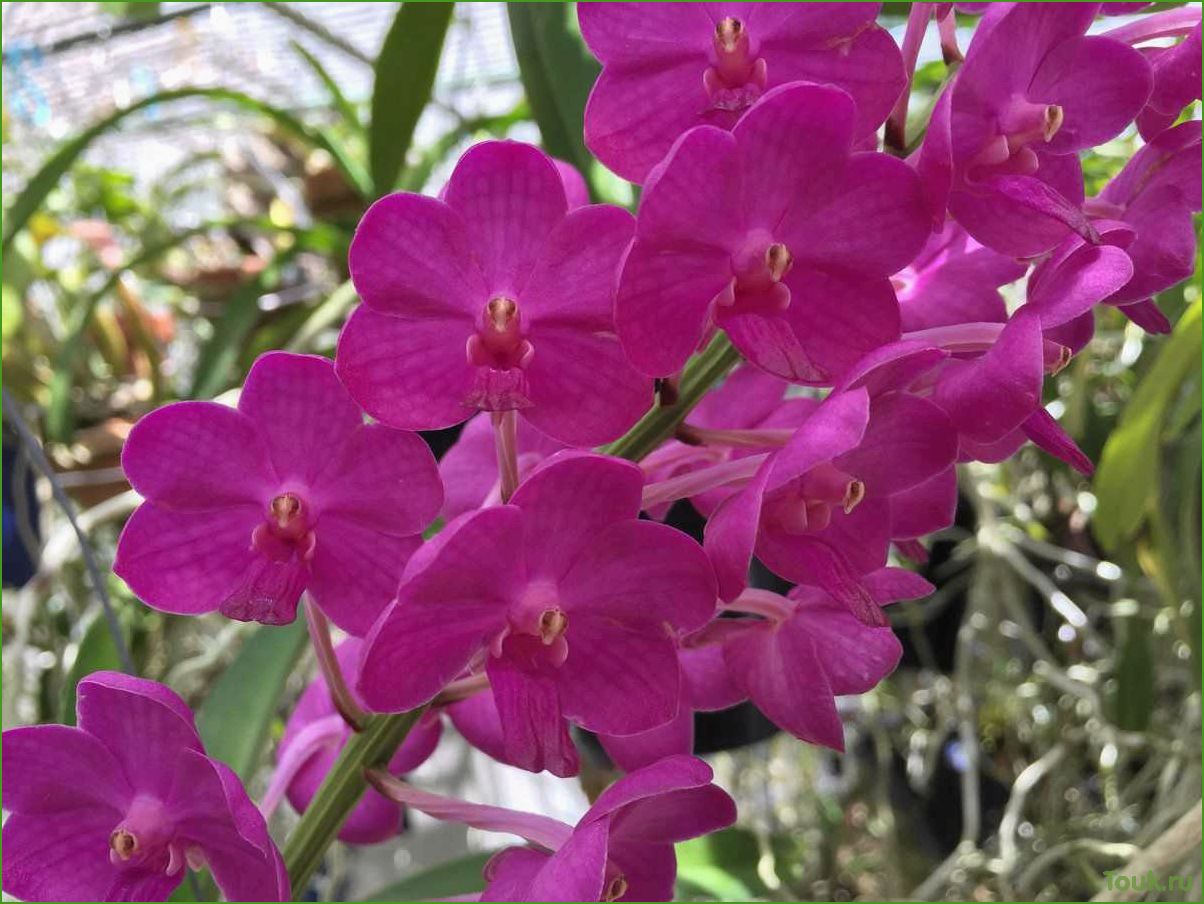 Орхидея аскоценда: основные сведения и рекомендации по уходу