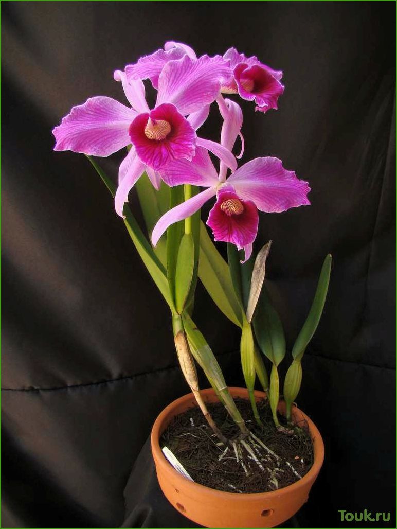 Орхидея лелия: особенности выращивания и ухода