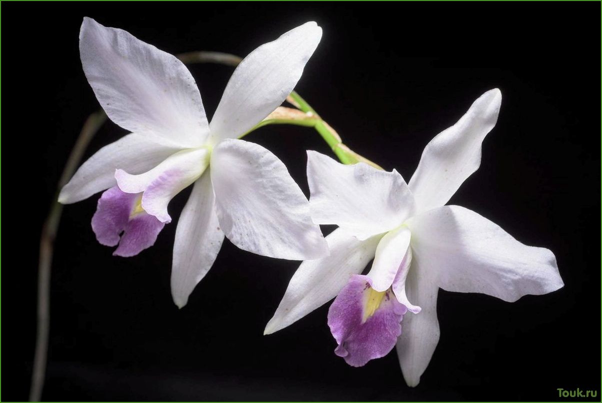 Орхидея лелия: особенности выращивания и ухода