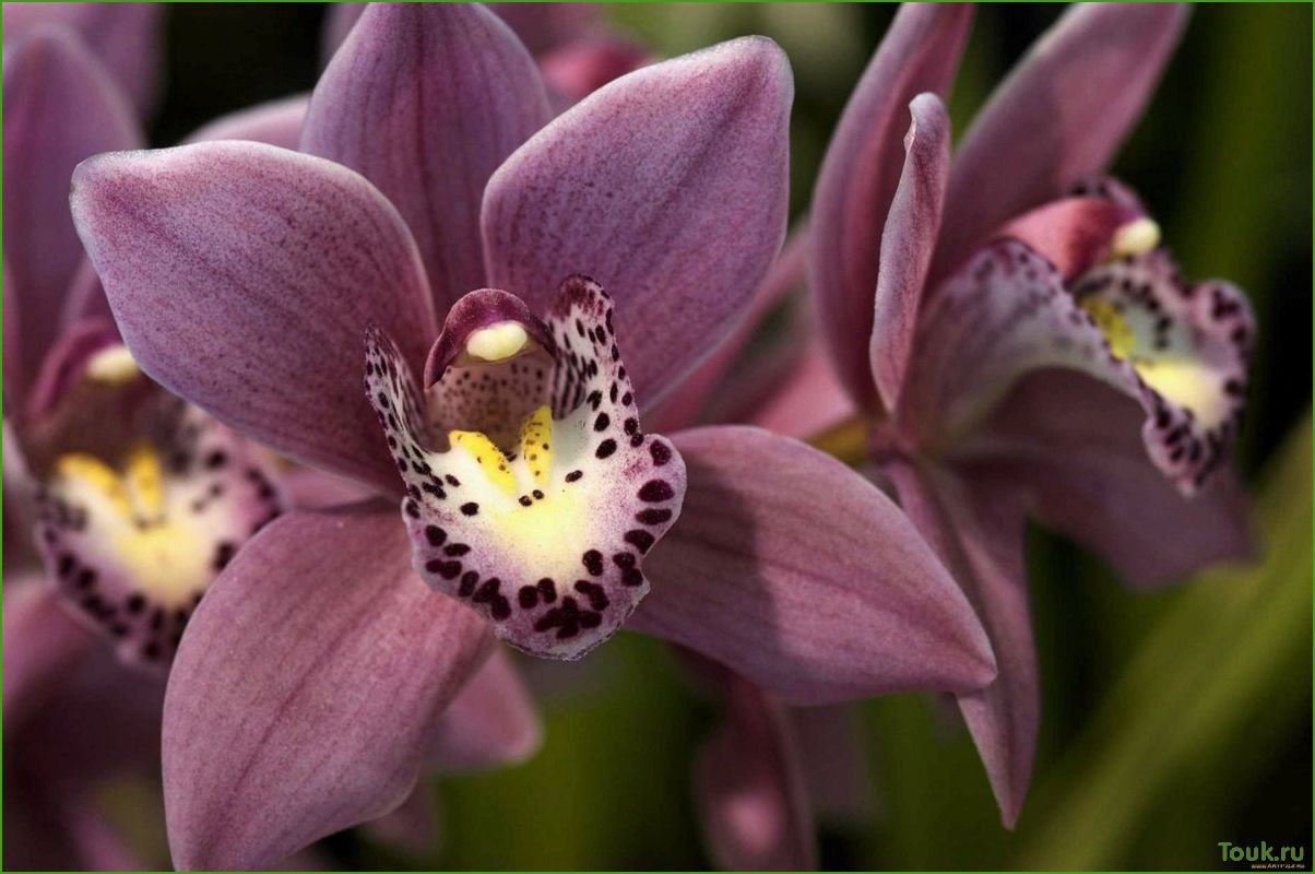 Орхидея Цимбидиум: особенности выращивания и ухода