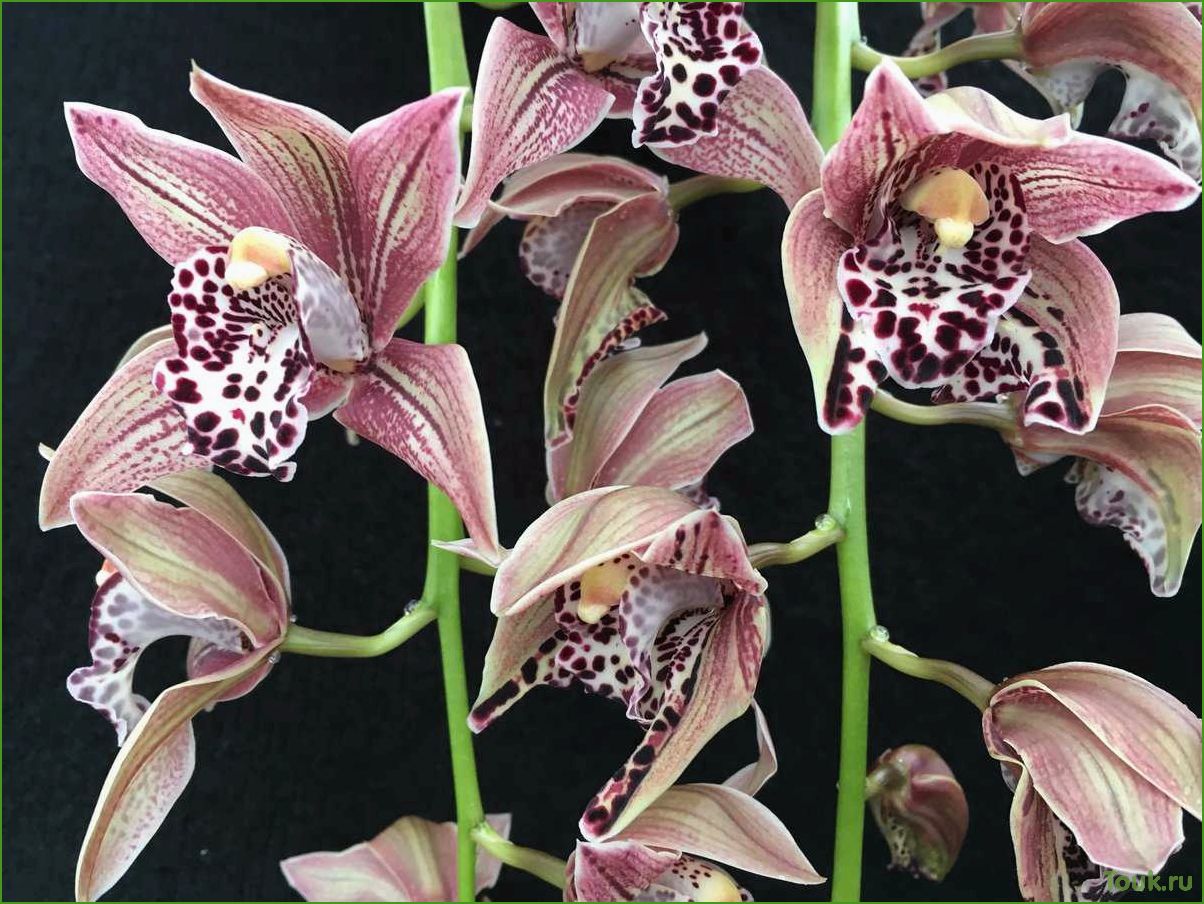 Орхидея Цимбидиум: особенности выращивания и ухода