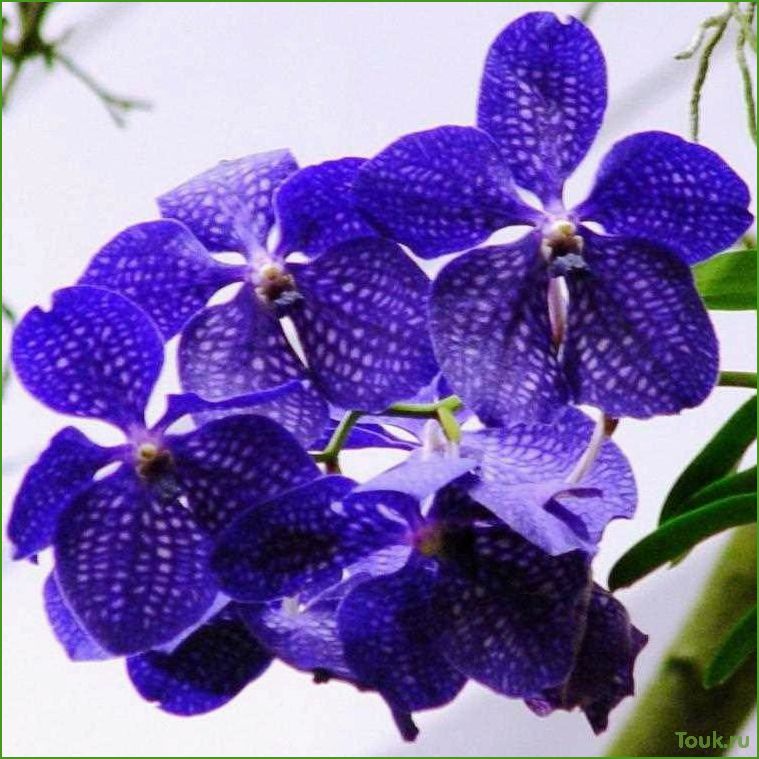 Орхидея Ванда: особенности выращивания и уход