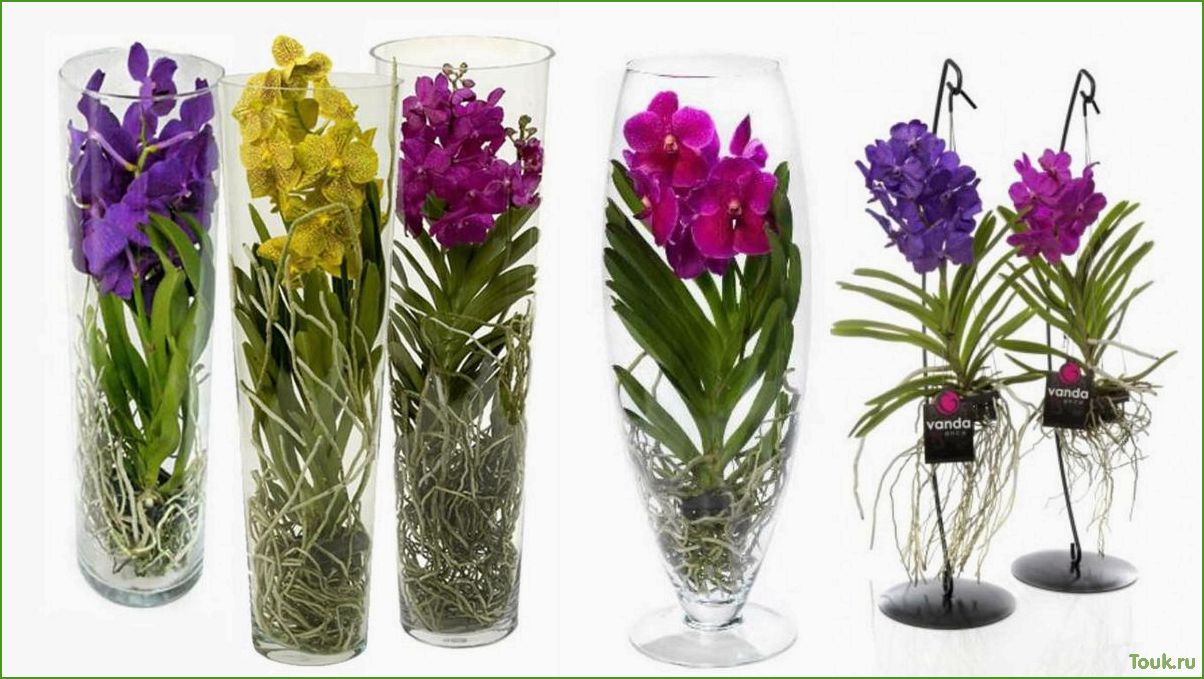 Орхидея Ванда: особенности выращивания и уход
