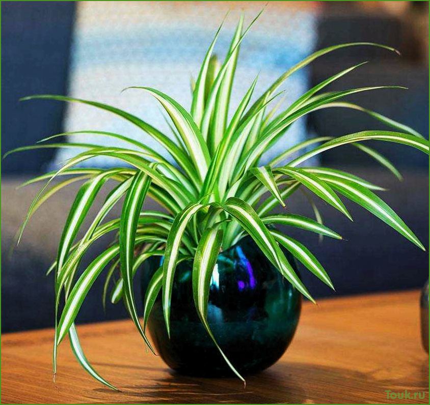 Хлорофитум: популярное растение для дома и офиса