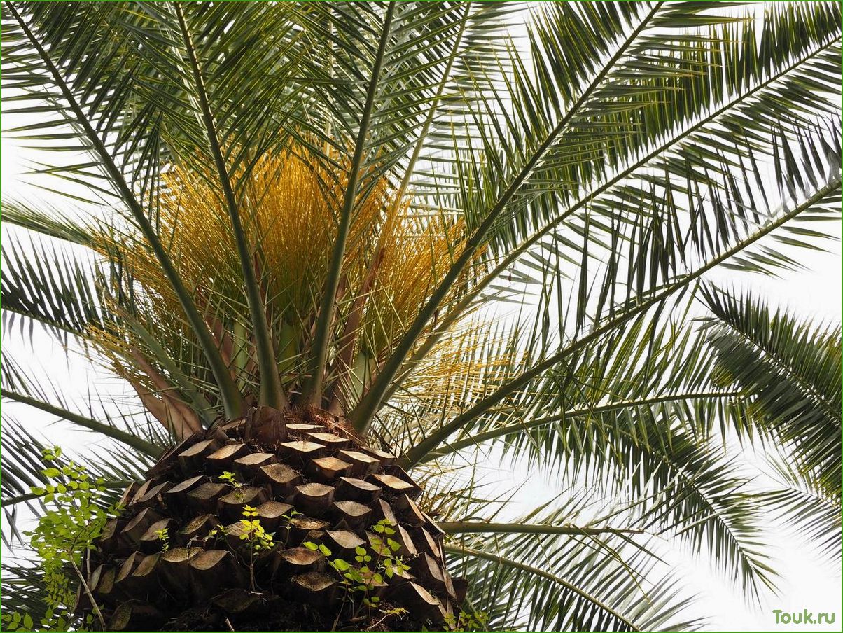 Пальма бутия: описание, уход и размножение