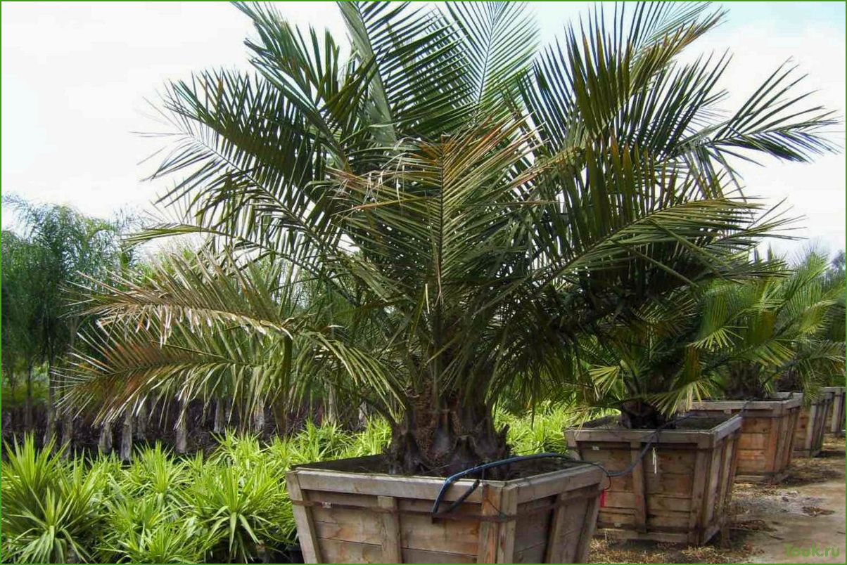 Пальма бутия: описание, уход и размножение