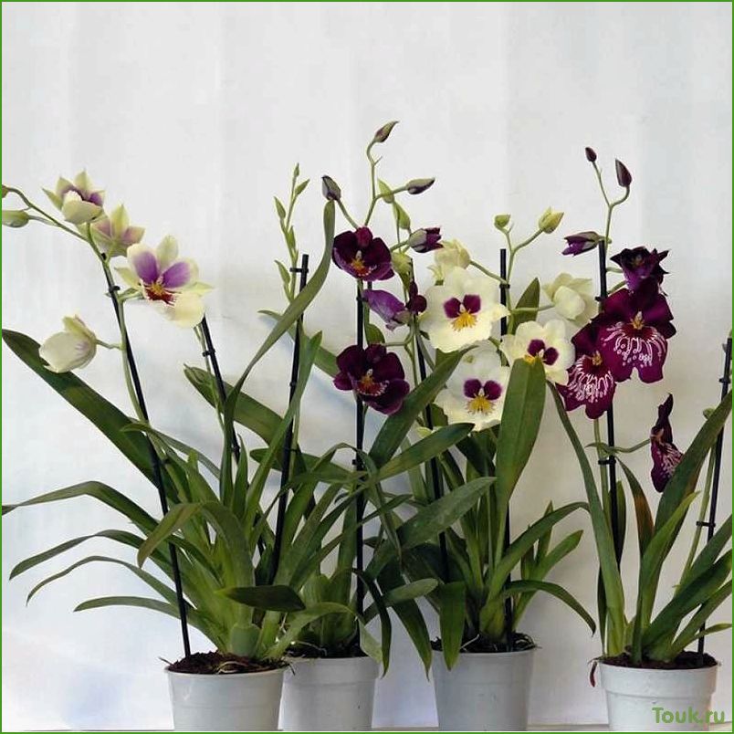 Орхидея мильтония: особенности выращивания и ухода