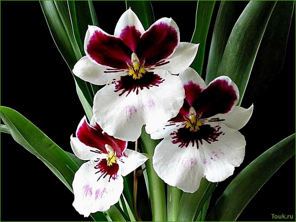 Орхидея мильтония: особенности выращивания и ухода