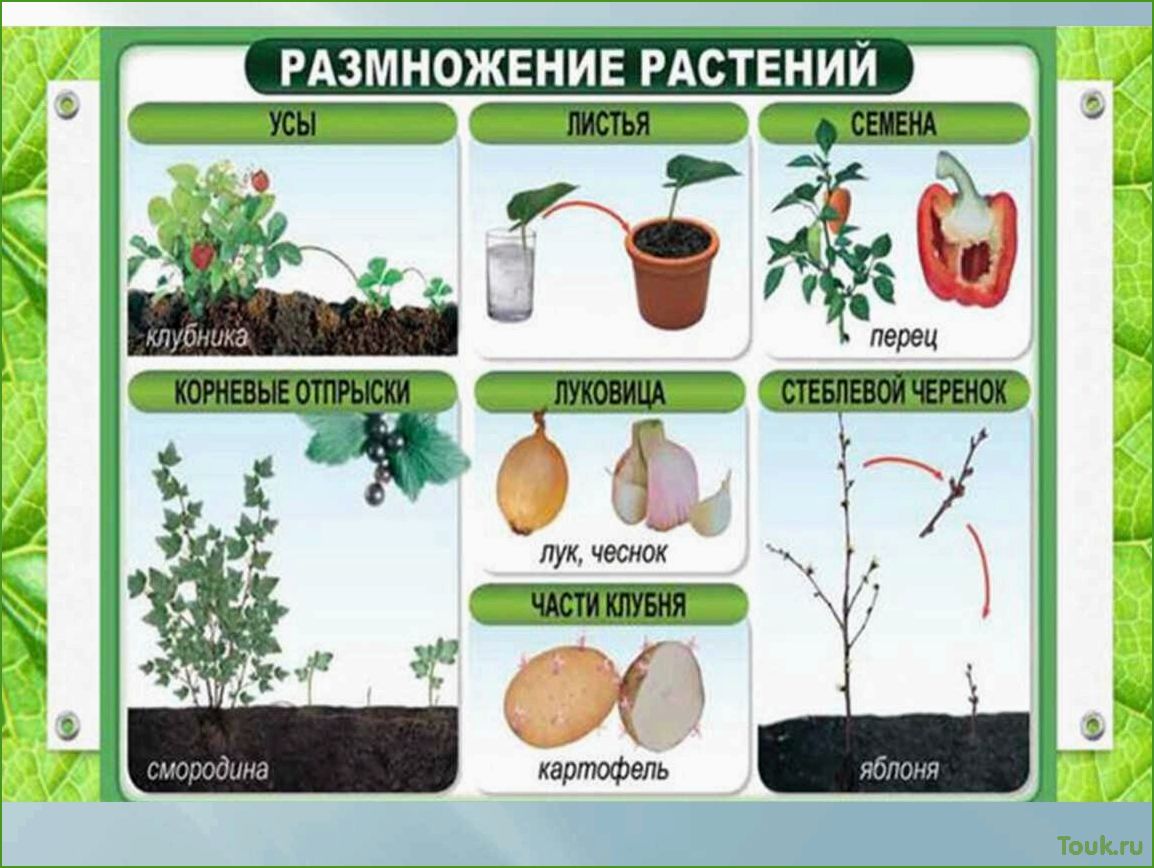 Размножение комнатных растений: разнообразные методы и приемы.