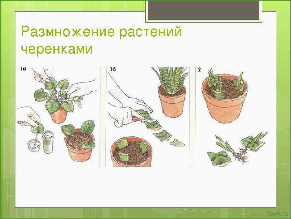 Размножение комнатных растений: разнообразные методы и приемы.