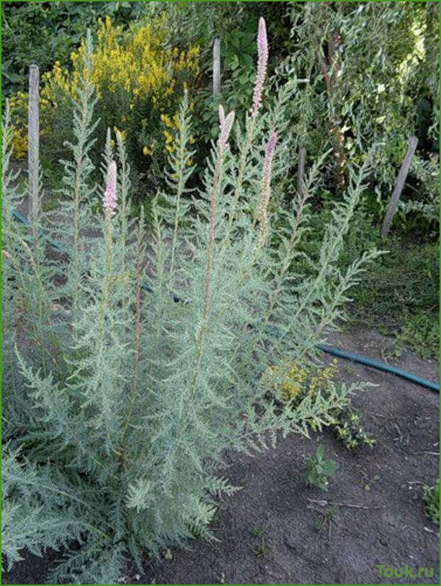 Мирикария — семейство растений семейства миртовых