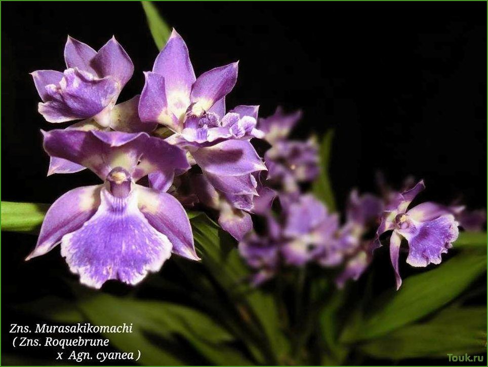 Орхидея аганизия: особенности выращивания и ухода