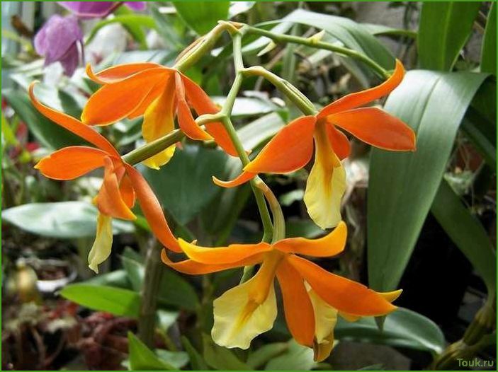 Орхидея аганизия: особенности выращивания и ухода