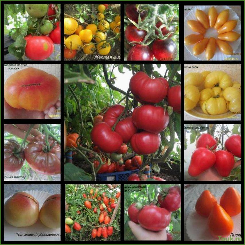 Список лучших сортов помидоров