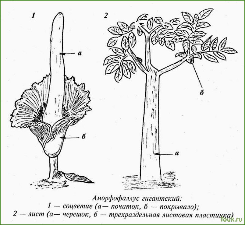 Аморфофаллус: описание, виды, выращивание и уход