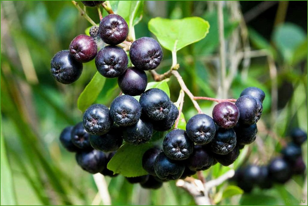 Арония черноплодная (рябина): свойства, выращивание и применение