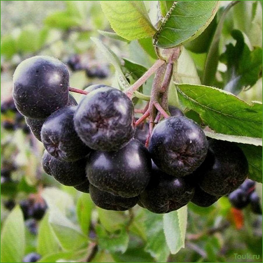 Арония черноплодная (рябина): свойства, выращивание и применение