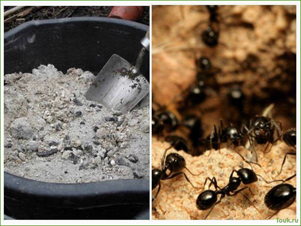 Как избавиться от муравьев в огороде: эффективные способы и советы