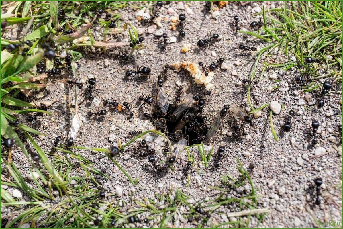 Как избавиться от муравьев в огороде: эффективные способы и советы