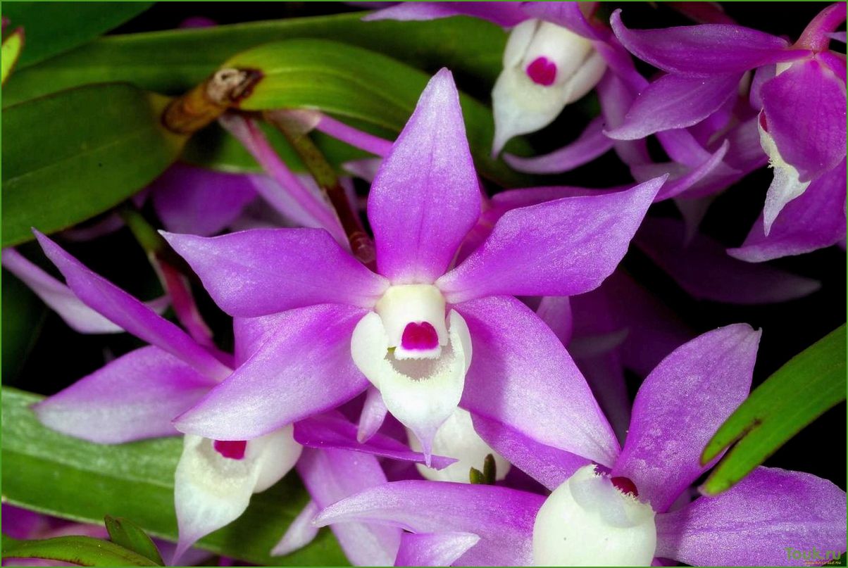 Орхидея дендробиум: виды, уход и размножение